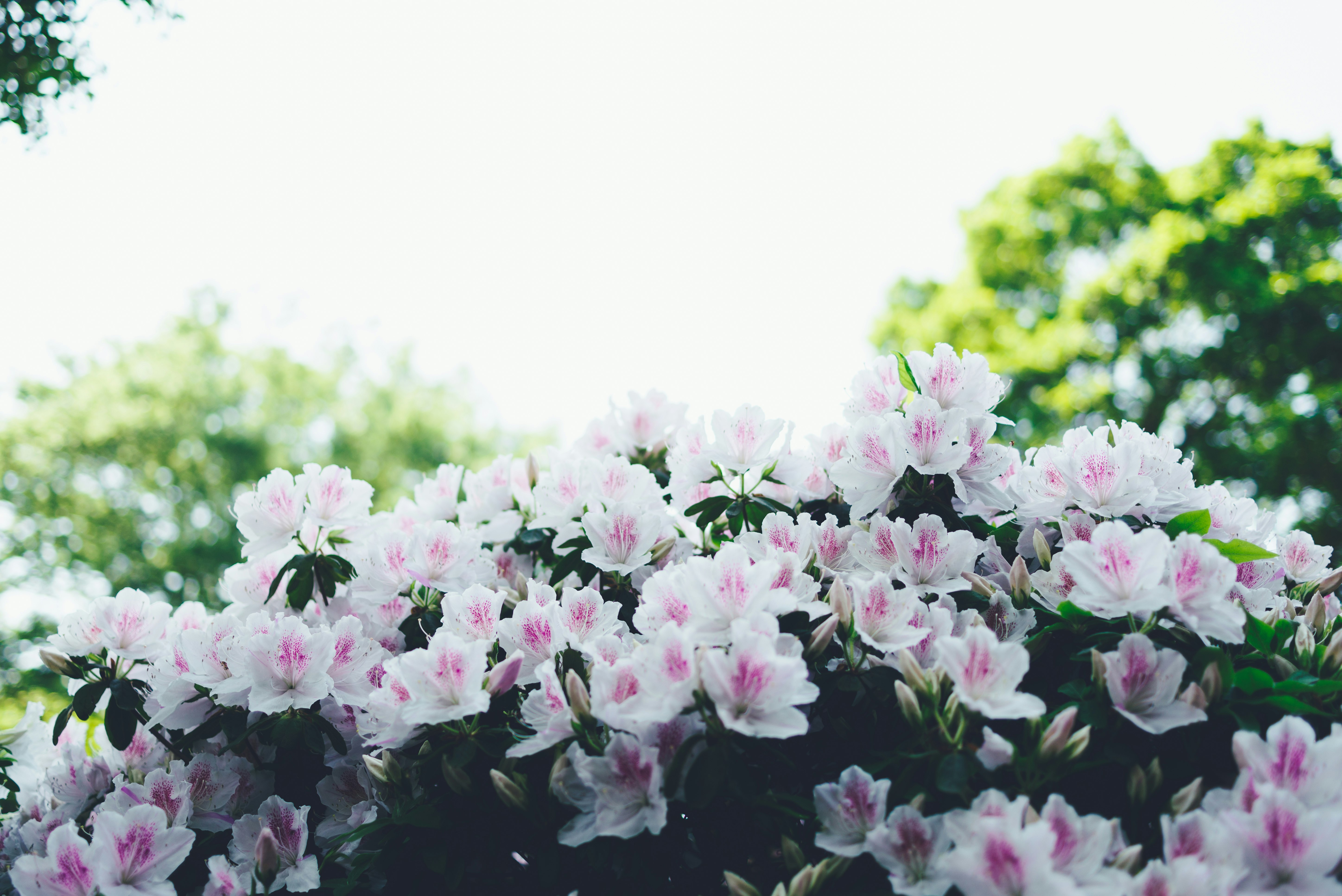 pink-and-white petaled flowers